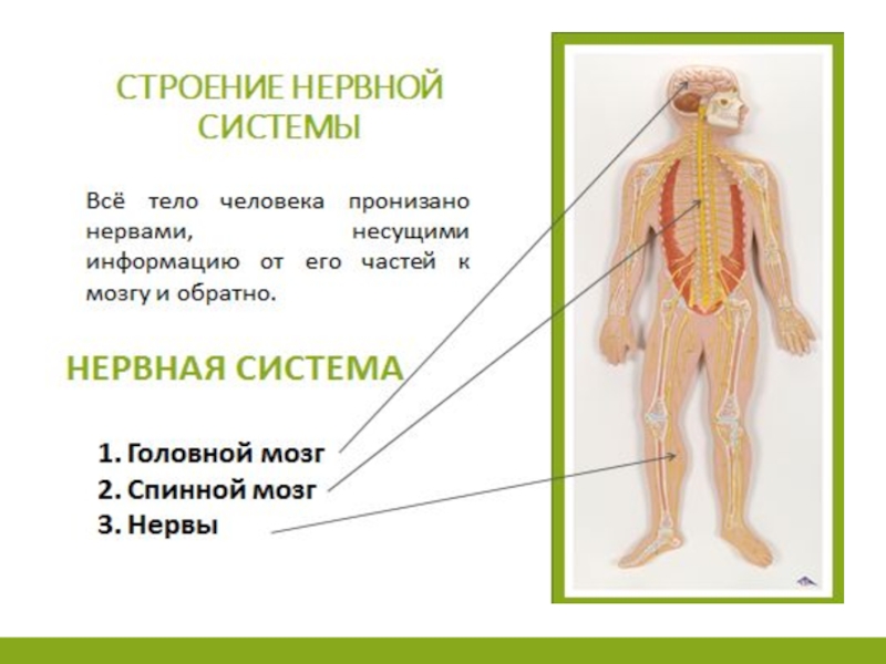 Окружающий мир 3 класс нервная система человека. Нервная система человека. Органы относящиеся к нервной системе человека. Строение нервной системы человека. Нервная система ребенка.