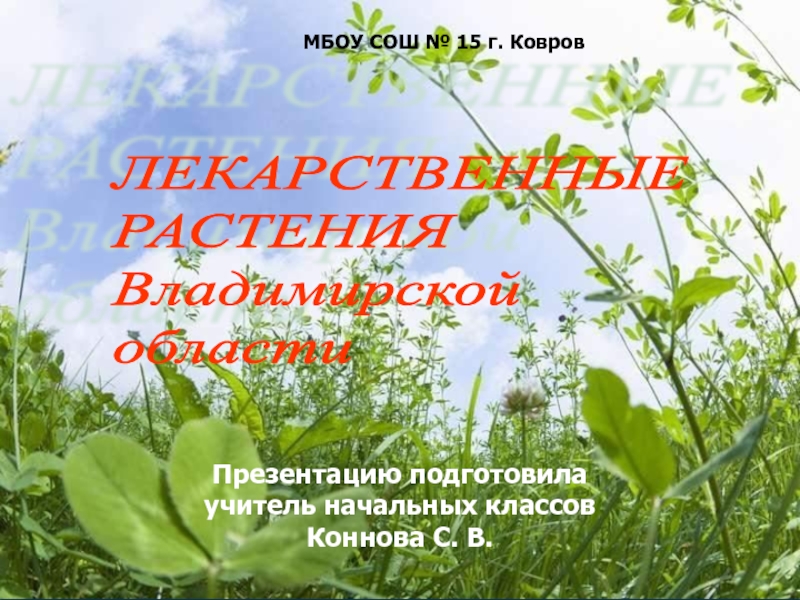 Лекарственные растения Владимирской области 2 класс
