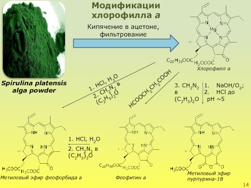 Образование хлорофилла. Хлорофилл и феофитин. Превращение хлорофилла в феофитин. Хлорофилл с2. Хлорофилл формула химическая.