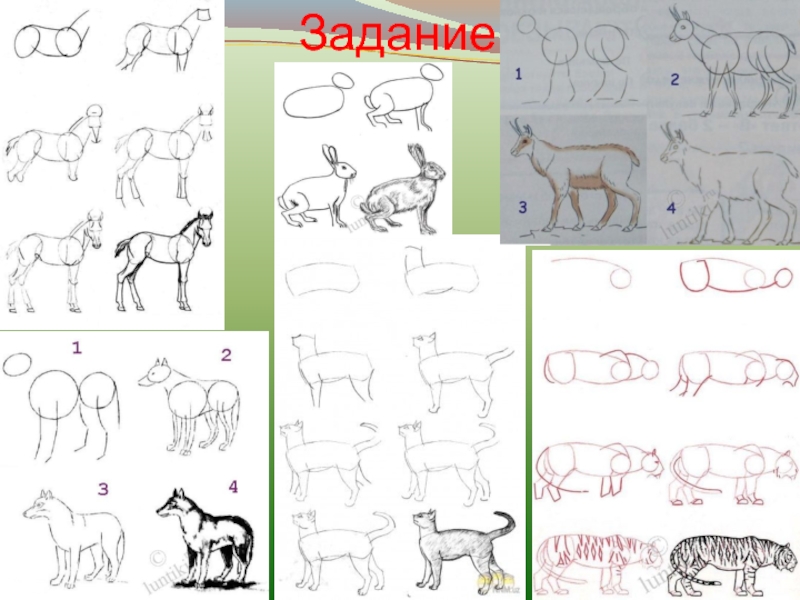 Изобразить характер животного. Рисование домашнего питомца. Рисование домашнего животного в старшей группе. Схема рисования собаки в старшей группе. Характер животного рисунок.