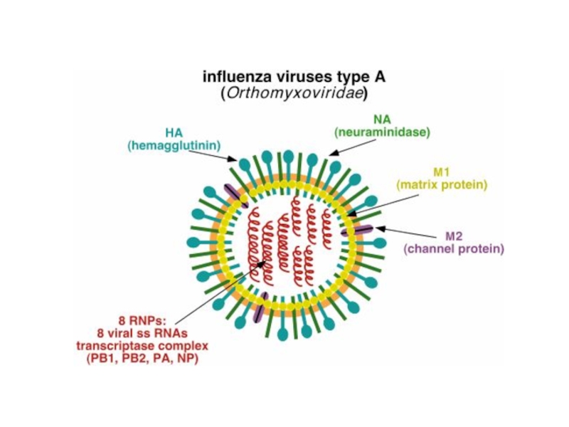 Ортомиксовирусы микробиология презентация