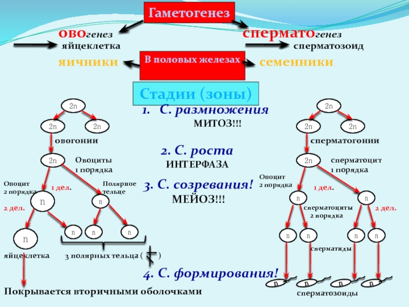 Овогенез схема с подписями