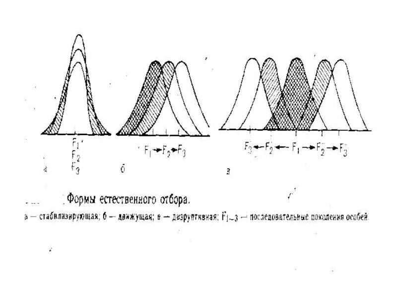 Какие формы естественного отбора. Формы естественного отбора графики ЕГЭ. Формы естественного отбора схема. Схема движущего естественного отбора. Естественный отбор движущая форма отбора.