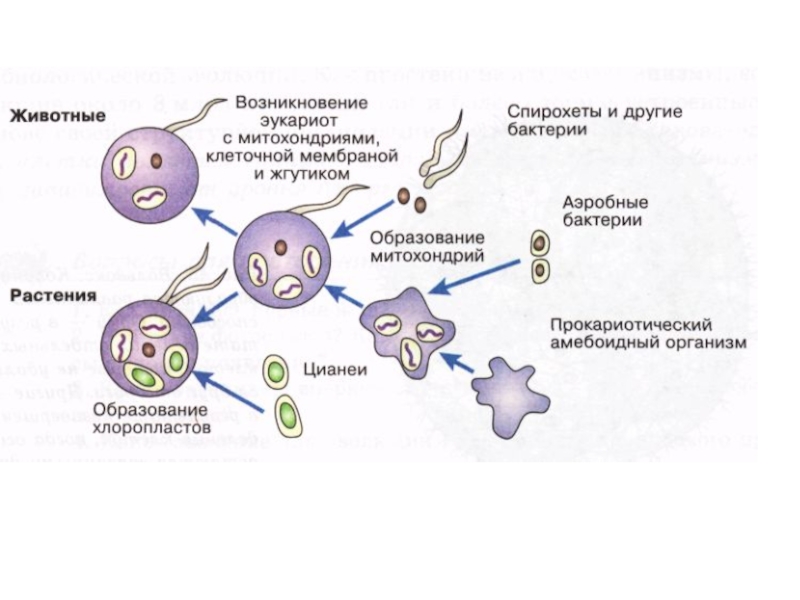 Происхождение прокариот и эукариот