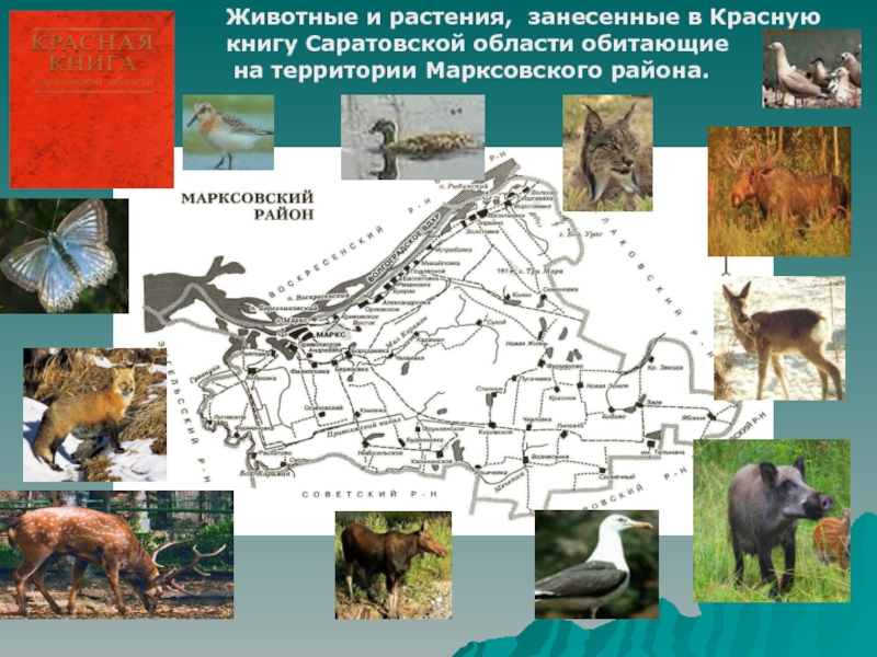 Красная книга Саратовской области
