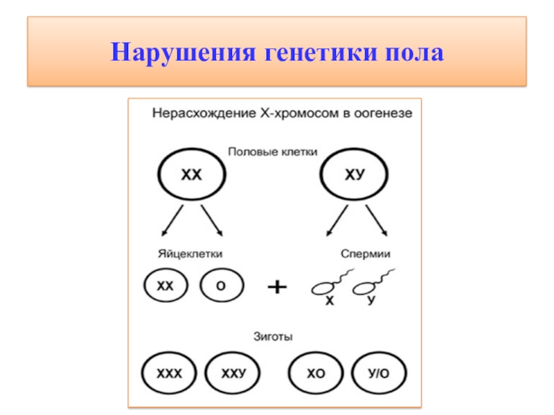 Генетика с полом. Генетика пола схема. Нерасхождение половых хромосом. Схема первичного нерасхождения х-хромосом у человека. Генетика пола 10 класс биология.