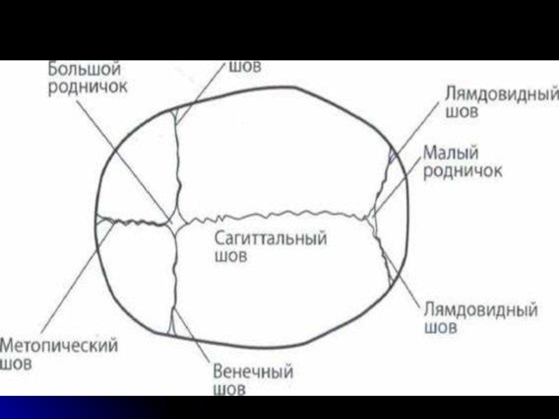 Ламбдовидный шов. Венечный Сагиттальный ламбдовидный шов. Швы черепа венечный шов. Швы черепа человека схема. Венечный Сагиттальный и ламбдовидный швы черепа.