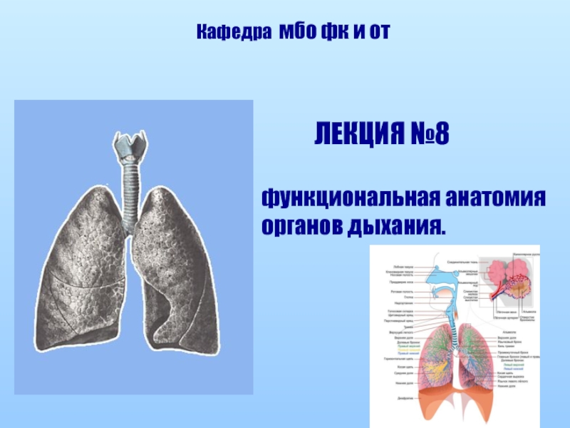 Кафедра мбо фк и от
ЛЕКЦИЯ №8
функциональная анатомия органов дыхания