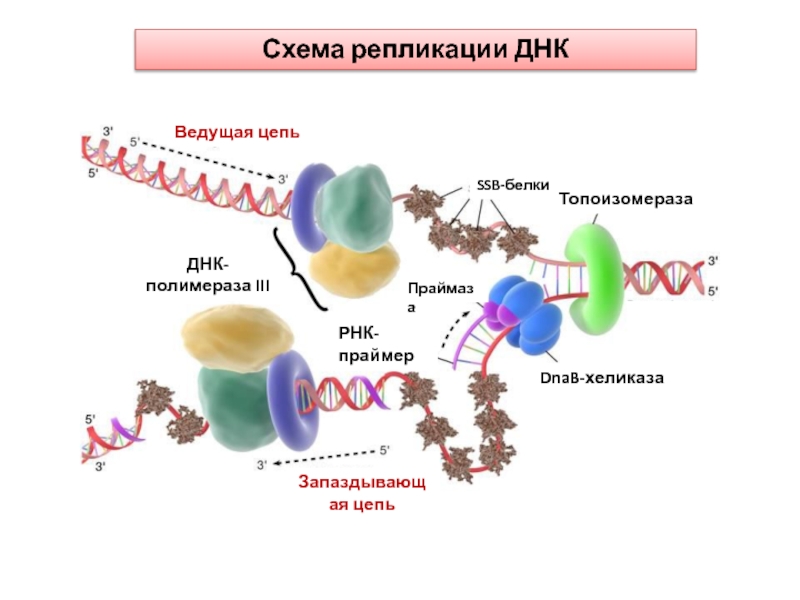 Ведущая цепь
Запаздывающая цепь
SSB -белки
Топоизомераза
DnaB-