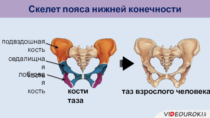 Пояс таза кости