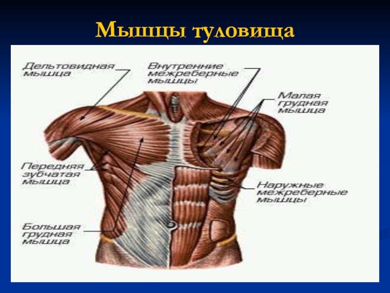 Мышцы туловища. Мышцы торса. Мышцы туловища презентация. Мышцы туловища функции.