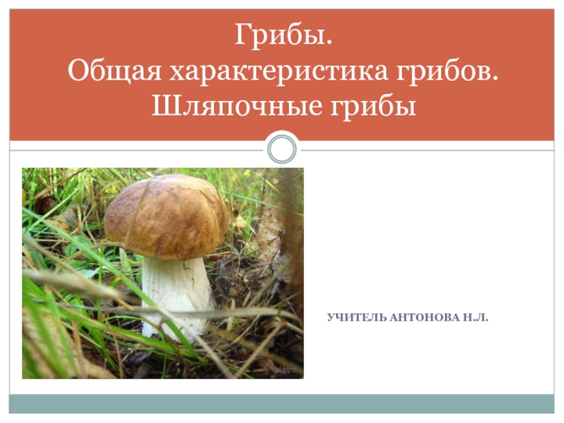 Грибы. Общая характеристика грибов. Шляпочные грибы
