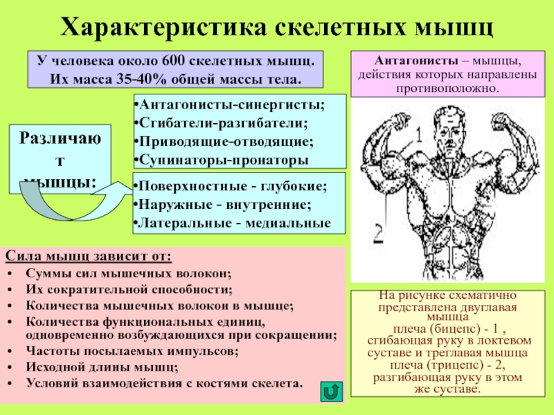 Социальные основы физической культуры. Социально-биологические основы физической культуры. Социально биологические основы физкультуры. Социально-биологические основы физической культуры личности. Биологические и психофизиологические основы физической культуры.