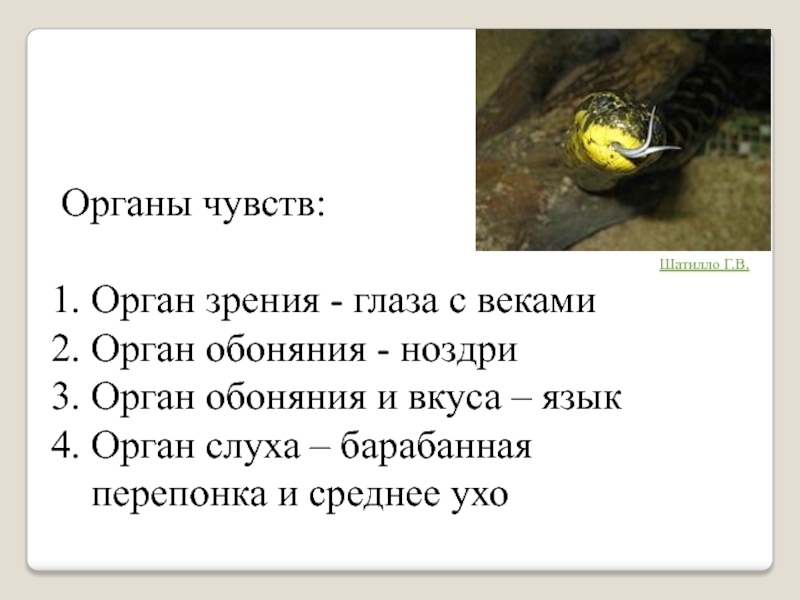 Обоняние у пресмыкающихся. Органы чувств рептилий таблица. Органы чувств пресмыкающихся. Органы чувств пресмыкающихс. Орган зрения рептилий.