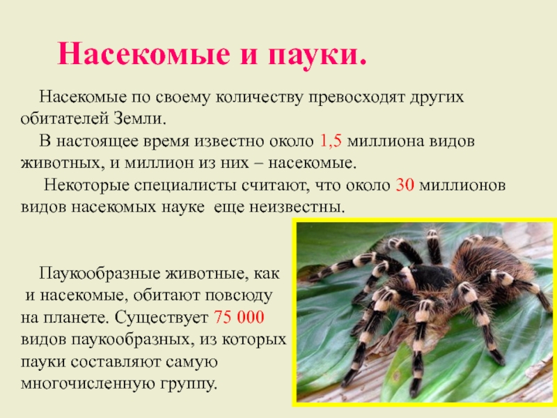 Паук это насекомое или нет почему. Насекомые и паукообразные. Различия насекомых и паукообразных. Паукообразные насекомые презентация. Вывод паукообразные и насекомые.