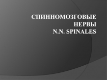 Спинномозговые нервы 