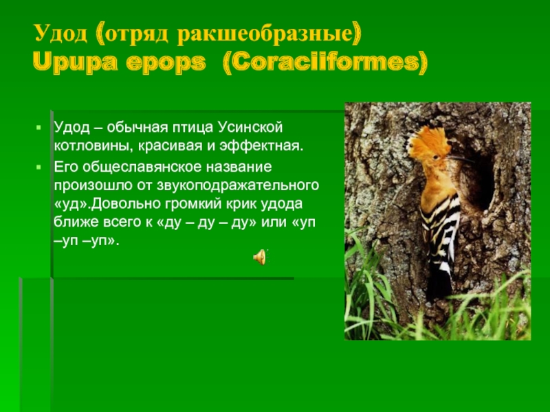Удод (отряд ракшеобразные) Upupa epops (Coraciiformes)Удод – обычная птица Усинской котловины, красивая и эффектная.Его общеславянское название произошло
