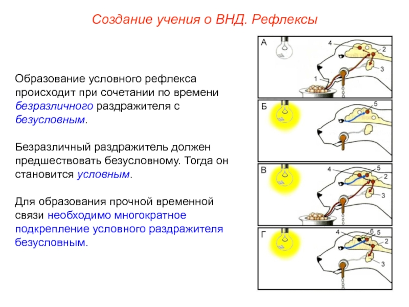 Схема по внд - 84 фото