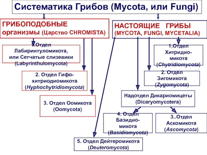 Презентация 1. Отдел Хитридио-
микота
( Chytridiomyc ota )
5. Отдел Дейтеромикота
(