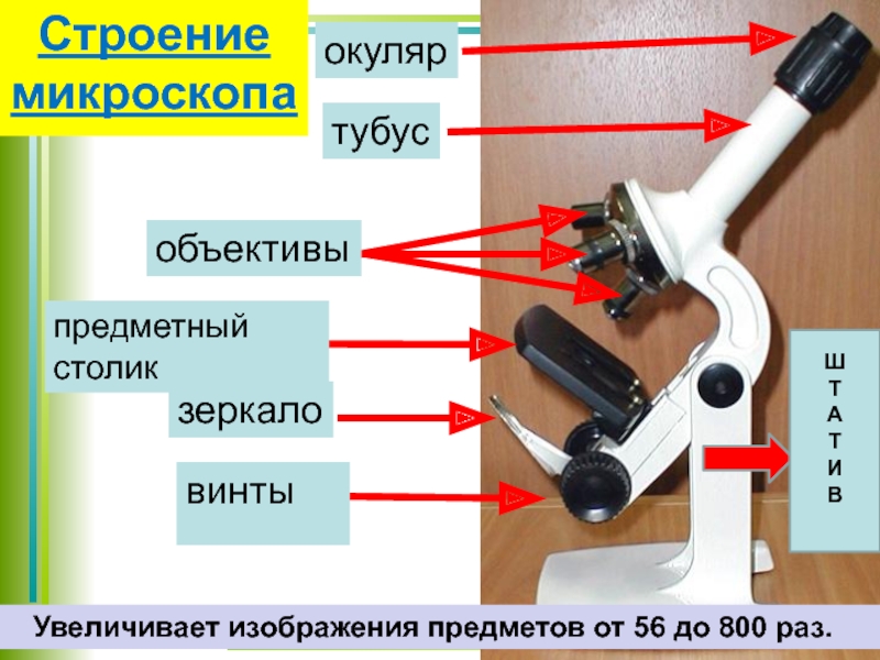 Рисунок был выполнен при работе с микроскопом на котором указано увеличение окуляра 10 увеличение 40