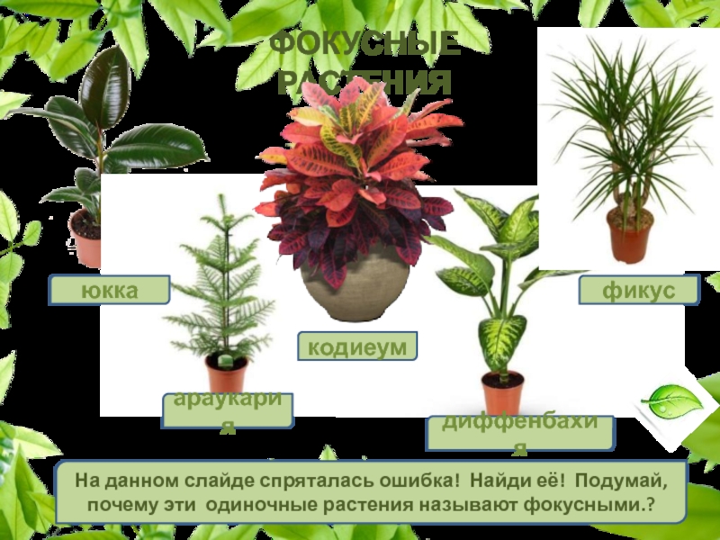 Фокусные  растенияфикускодиеумараукариядиффенбахияюккаНа данном слайде спряталась ошибка! Найди её! Подумай, почему эти одиночные растения называют фокусными.?