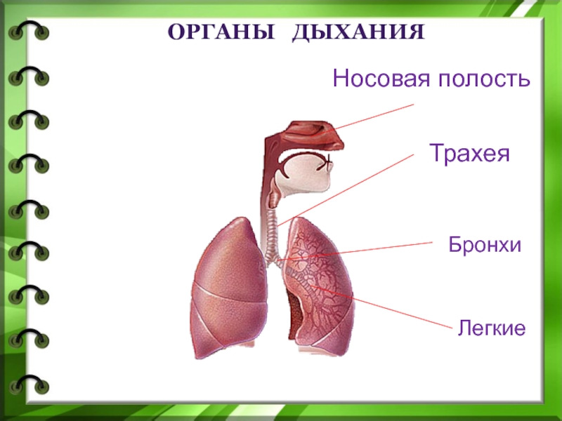 Легкие доклад 3 класс. Дыхательная система органов дыхания 3 класс. Система органов дыхания человека 3 класс окружающий мир. Схема дыхательной системы человека 3 класс окружающий мир. Дыхательная система 4 класс окружающий мир.