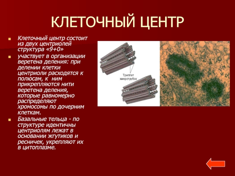 Участие в делении. Клеточный центр состоит из 2 центриолей. Деление клеточного центра на две центриоли происходит в. Клеточный центр состоит из 2х центриолей в. Клеточный центр Веретено деления.