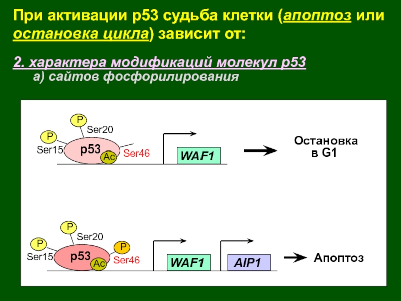 2. характера модификаций молекул р53	а) сайтов фосфорилированияПри активации р53 судьба клетки (апоптоз или остановка цикла) зависит от: