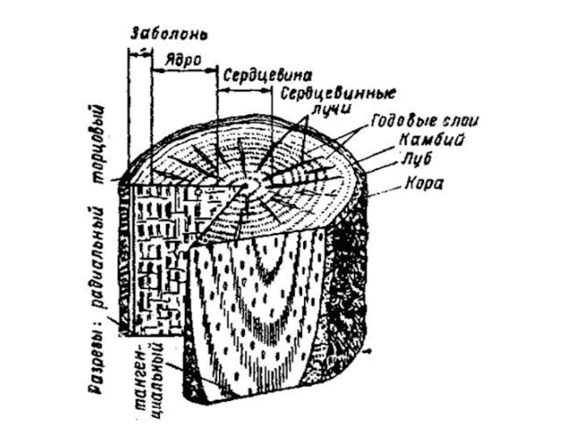  Микроструктура древесины сосны