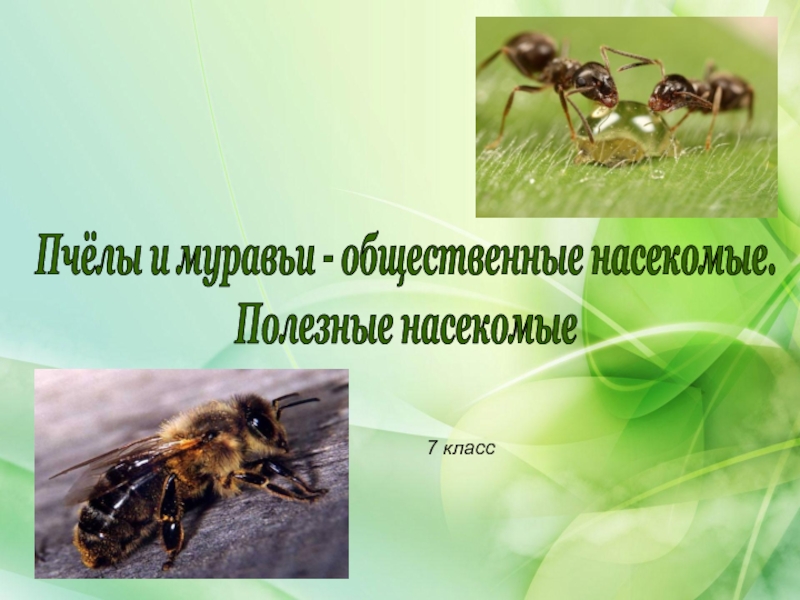 Класс пчелы и муравьи
