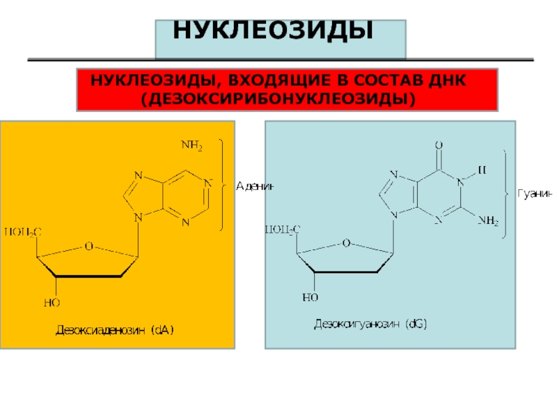 Нуклеозид это. Нуклеозиды ДНК. Строение нуклеозидов. Биологическая роль нуклеозидов. Функции нуклеозидов.