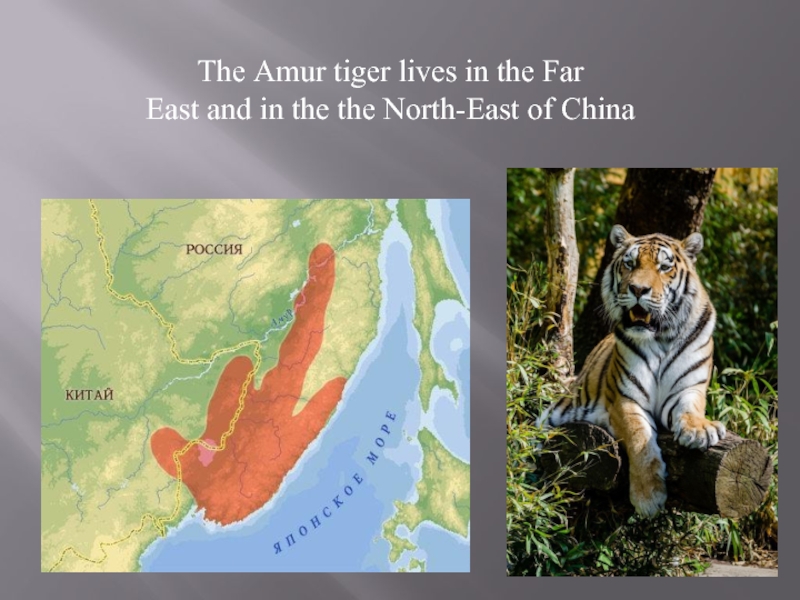 Карта амурский тигр. Амурский тигр на английском языке. Amur Tiger на англ. Английское сообщение о амурских тиграх. Презентация по английскому про Амурского тигра.
