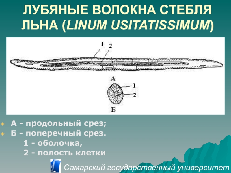 Лубяные волокна ткань. Лубяные волокна продольный срез. Лубяные волокна льна поперечный срез. Строение лубяных волокон льна. Структура лубяных волокон.