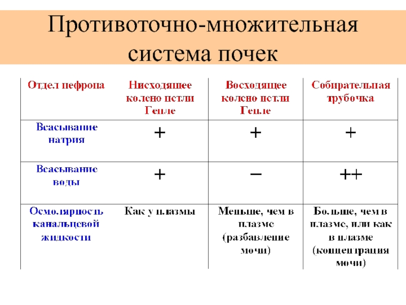 Схема поворотно противоточной множительной системы почек