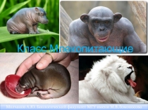 Молчанов А.Ю.
Класс Млекопитающие
Молчанов А.Ю. Биологический факультет МГУ