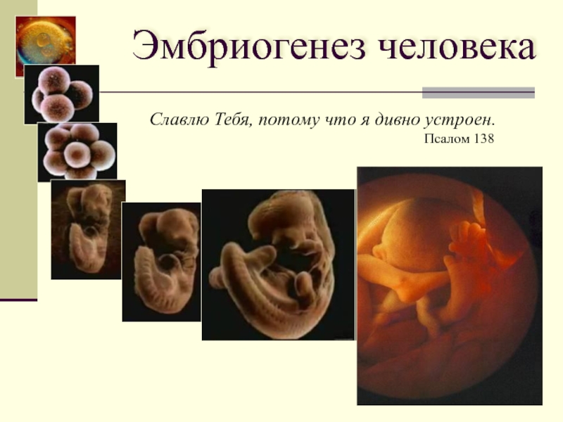 Эмбриогенез человека 9-10 класс