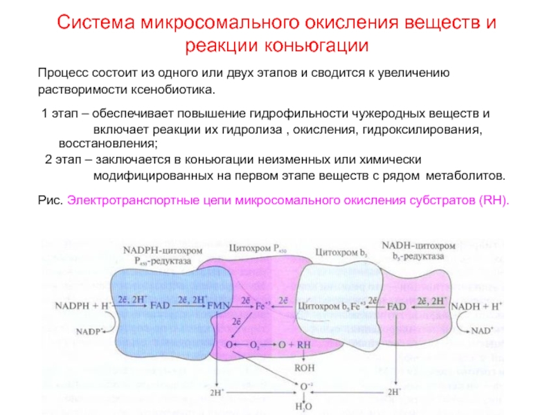 Микросомальное окисление схема