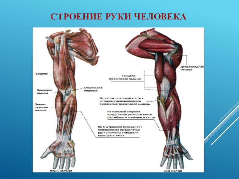Руки человека рассказ. Анатомия руки человека мышцы и связки. Строение руки человека с названиями костей и сухожилий и мышц. Анатомия мышц руки и плеча. Мышцы левой руки анатомия.