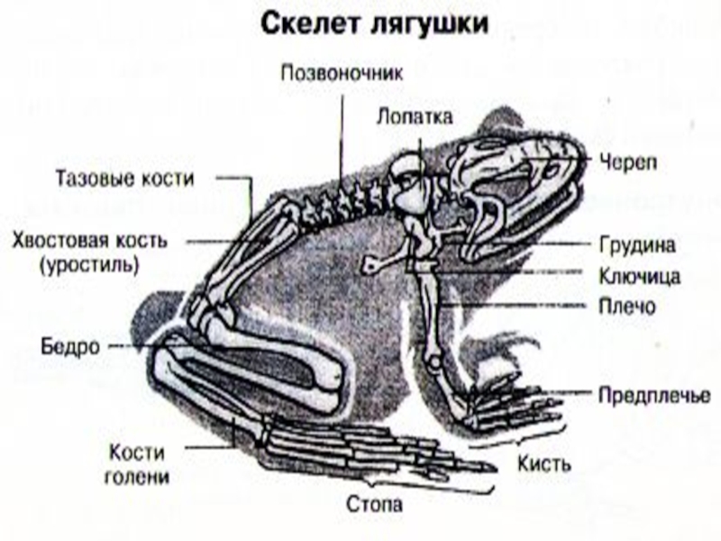 Рисунок скелета лягушки - 82 фото