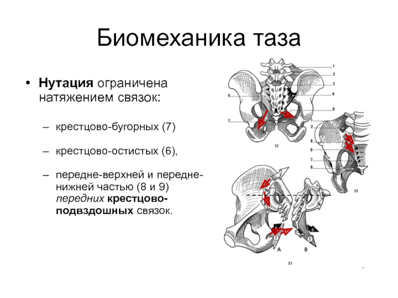 Положение крестца. Крестцово-подвздошный сустав анатомия. Анатомия и биомеханика таза. Биомеханика движения таза. Движение крестца.