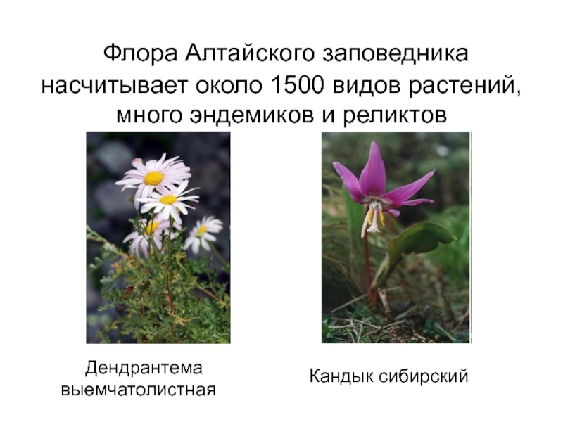 Флора Алтайского заповедника насчитывает около 1500 видов растений, много эндемиков и реликтовДендрантема выемчатолистнаяКандык сибирский