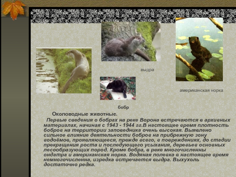 Околоводные животные.    Первые сведения о бобрах на реке