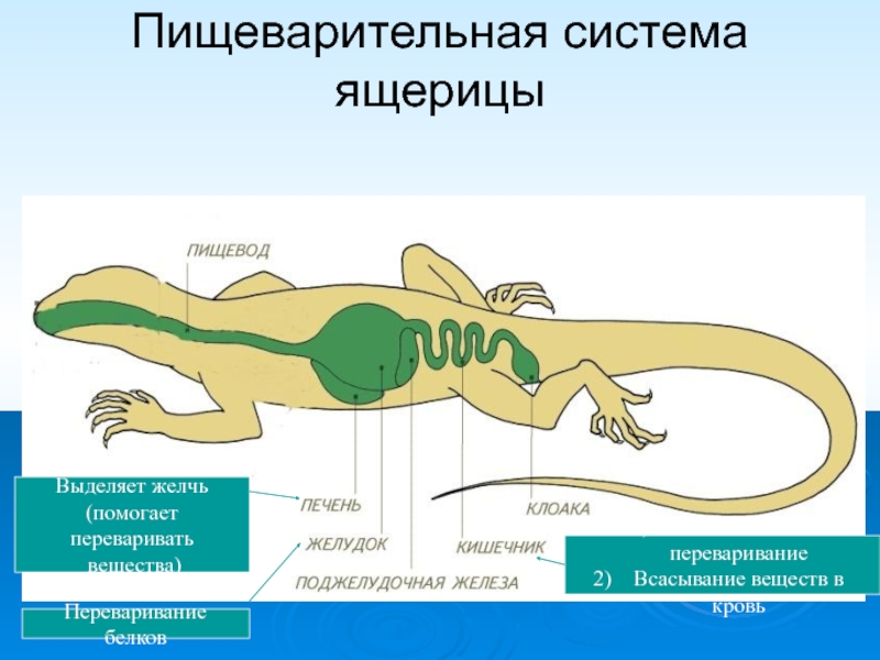 Выделительная система ящерицы рисунок