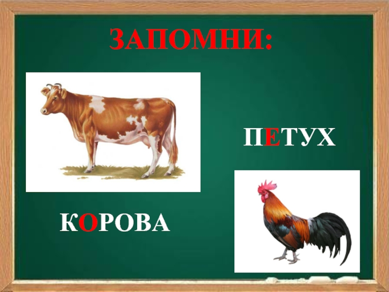 Зверек словарное слово. Словарные слова животные. Словарное слово животное. Словарные слова на тему животных. Петух словарное слово.