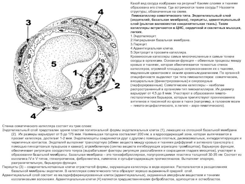 Стенка соматического капилляра состоит из трех слоев:
Эндотелиальный слой