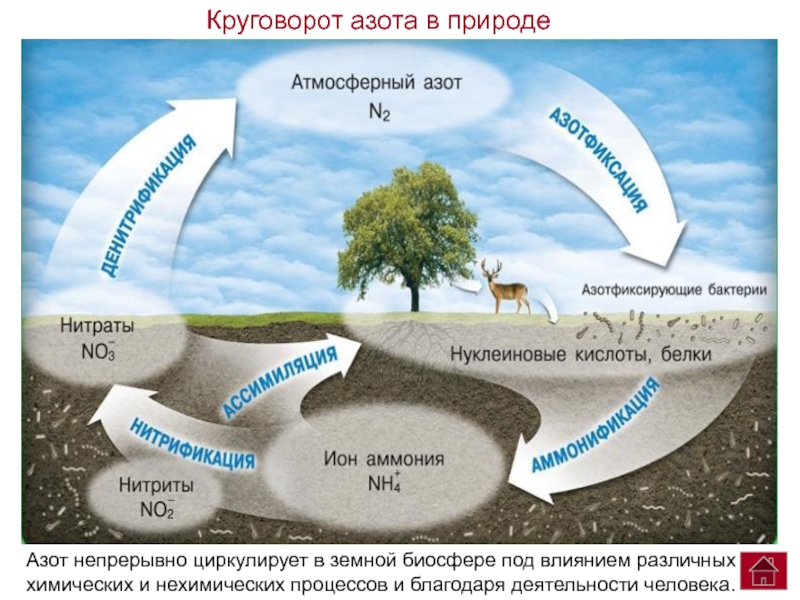 Презентация на тему азот в нашей жизни