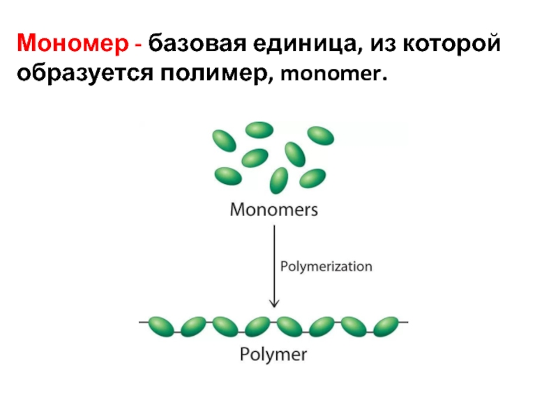 Полимеры образуются из мономеров