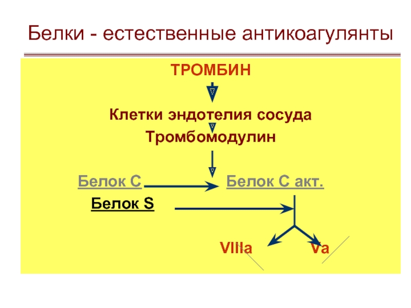 Свертывание белка. Тромбин белок. Белок тромбин функция. Антикоагулянтные белки. Тромбин функция белка.