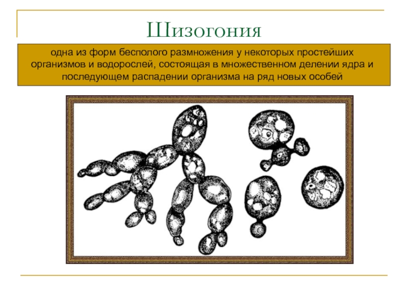 Размножение организмов рисунок. Схема бесполого размножения деление. Шизогония это бесполое размножение. Шизогония размножение. Шизогония у простейших.