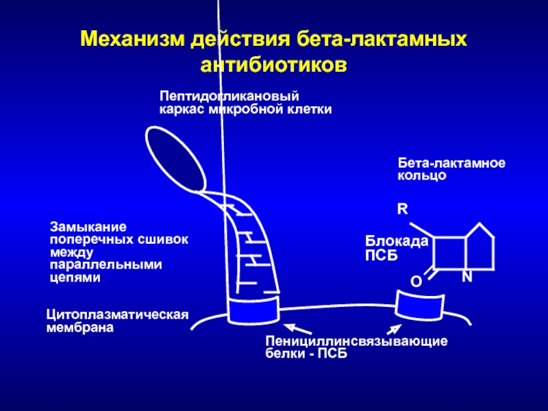 Бета лактамные антибиотики